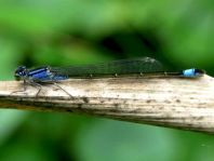 Große Pechlibelle, Ischnura elegans