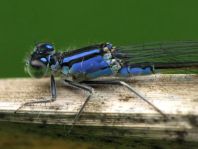 Große Pechlibelle, Ischnura elegans