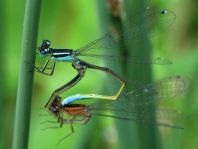 Große Pechlibelle, Ischnura elegans
