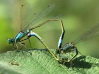 Große Pechlibelle, Ischnura elegans