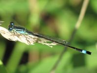 Große Pechlibelle, Ischnura elegans