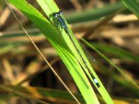 Große Pechlibelle, Ischnura elegans