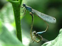 Große Pechlibelle, Ischnura elegans