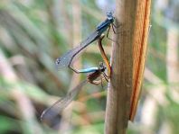 Große Pechlibelle, Ischnura elegans