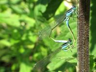 Große Pechlibelle, Ischnura elegans