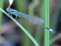 Große Pechlibelle, Ischnura elegans