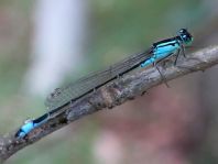 Große Pechlibelle, Ischnura elegans