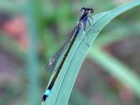 Große Pechlibelle, Ischnura elegans