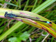 Große Pechlibelle, Ischnura elegans