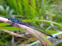 Große Pechlibelle, Ischnura elegans