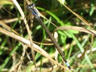 Große Pechlibelle, Ischnura elegans