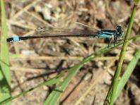 Große Pechlibelle, Ischnura elegans