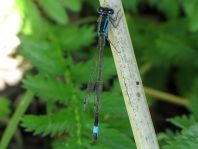 Große Pechlibelle, Ischnura elegans