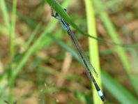 Große Pechlibelle, Ischnura elegans