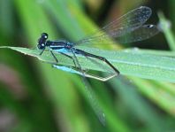 Große Pechlibelle, Ischnura elegans