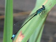 Große Pechlibelle, Ischnura elegans