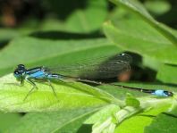 Große Pechlibelle, Ischnura elegans