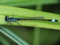 Große Pechlibelle, Ischnura elegans