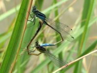 Große Pechlibelle, Ischnura elegans