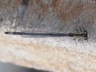 Große Pechlibelle, Ischnura elegans