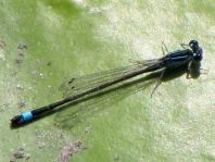 Große Pechlibelle, Ischnura elegans