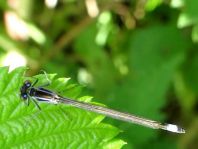 Große Pechlibelle, Ischnura elegans