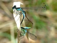 Große Pechlibelle, Ischnura elegans