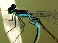 Große Pechlibelle, Ischnura elegans