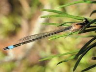 Große Pechlibelle, Ischnura elegans