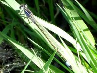 Große Pechlibelle, Ischnura elegans
