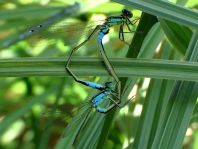 Große Pechlibelle, Ischnura elegans