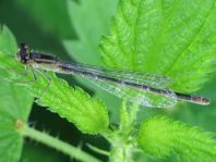 Große Pechlibelle, Ischnura elegans