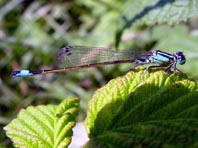 Große Pechlibelle, Ischnura elegans