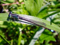 Große Pechlibelle, Ischnura elegans
