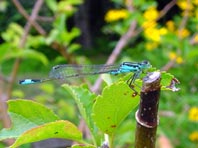 Große Pechlibelle, Ischnura elegans