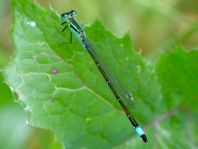 Große Pechlibelle, Ischnura elegans