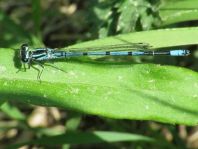 Hufeisen-Azurjungfer, Coenagrion puella