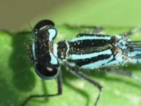 Hufeisen-Azurjungfer, Coenagrion puella