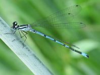 Hufeisen-Azurjungfer, Coenagrion puella