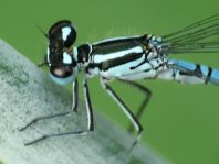 Hufeisen-Azurjungfer, Coenagrion puella