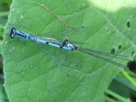 Hufeisen-Azurjungfer, Coenagrion puella
