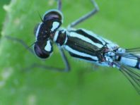 Hufeisen-Azurjungfer, Coenagrion puella