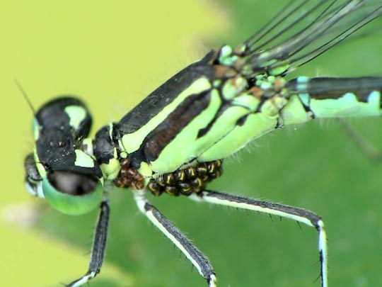 Hufeisen-Azurjungfer, Coenagrion puella