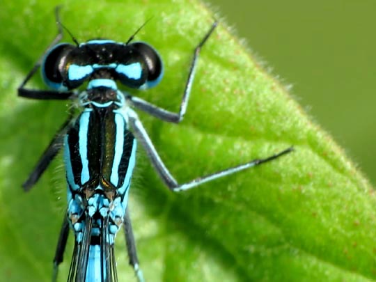 Hufeisen-Azurjungfer, Coenagrion puella