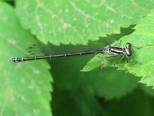 Hufeisen-Azurjungfer, Coenagrion puella