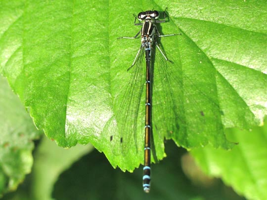 Hufeisen-Azurjungfer, Coenagrion puella