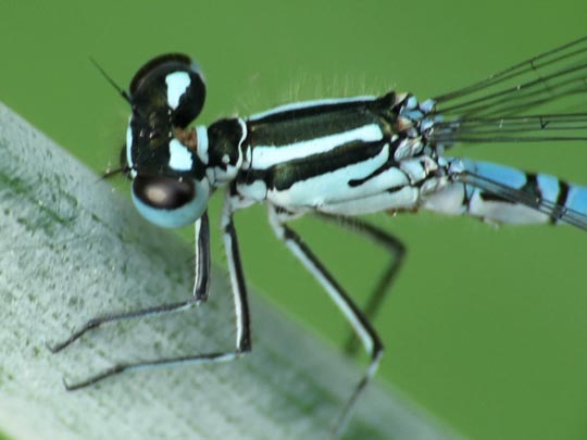 Hufeisen-Azurjungfer, Coenagrion puella