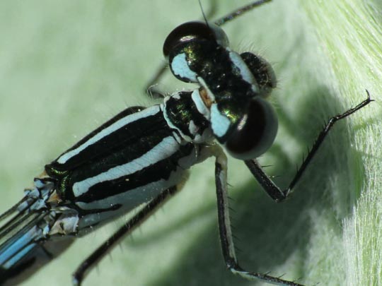 Hufeisen-Azurjungfer, Coenagrion puella