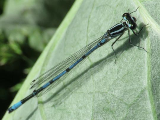 Hufeisen-Azurjungfer, Coenagrion puella
