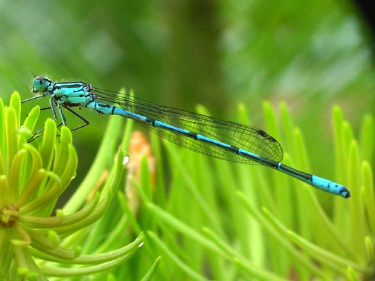 Hufeisen-Azurjungfer, Coenagrion puella